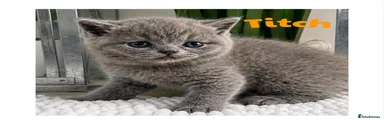 Titch