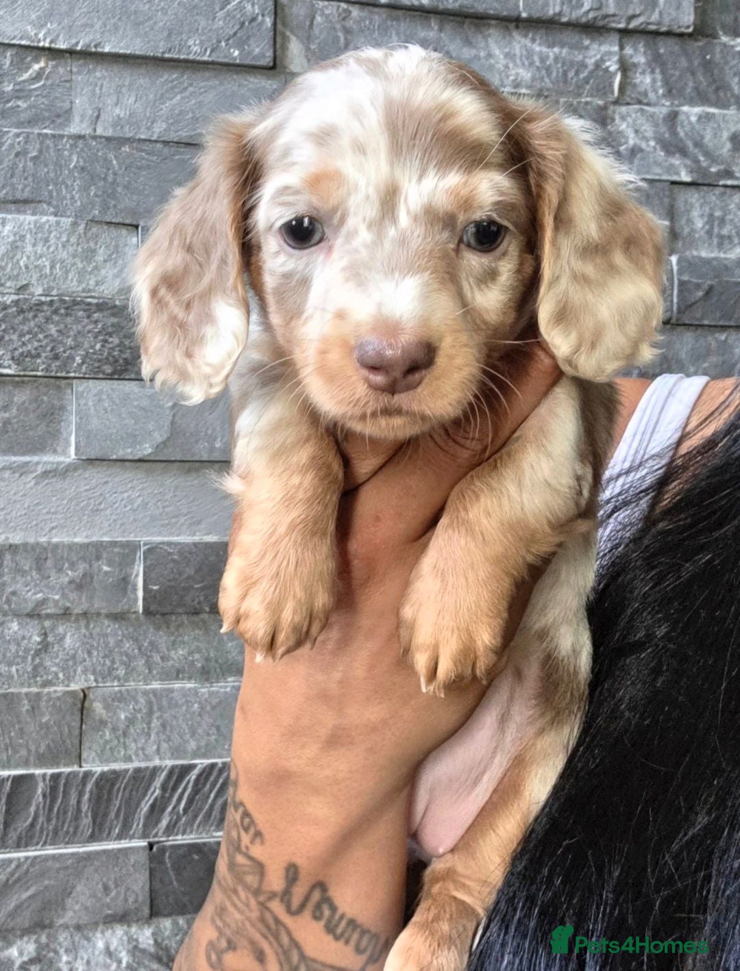 Miniature Dachshund dogs True Long Hair Minature Dachshund  - Advert 5