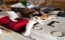 Mixed Breed cats for sale: 5 mixed breed cute kittens  - Image 11