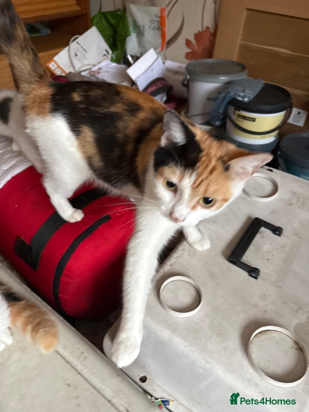 Mixed Breed cats for sale: 5 mixed breed cute kittens  - Image 11