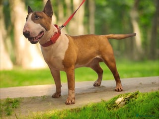 English Bull Terrier dogs Bull terrier at stud fully health tested - Advert 4