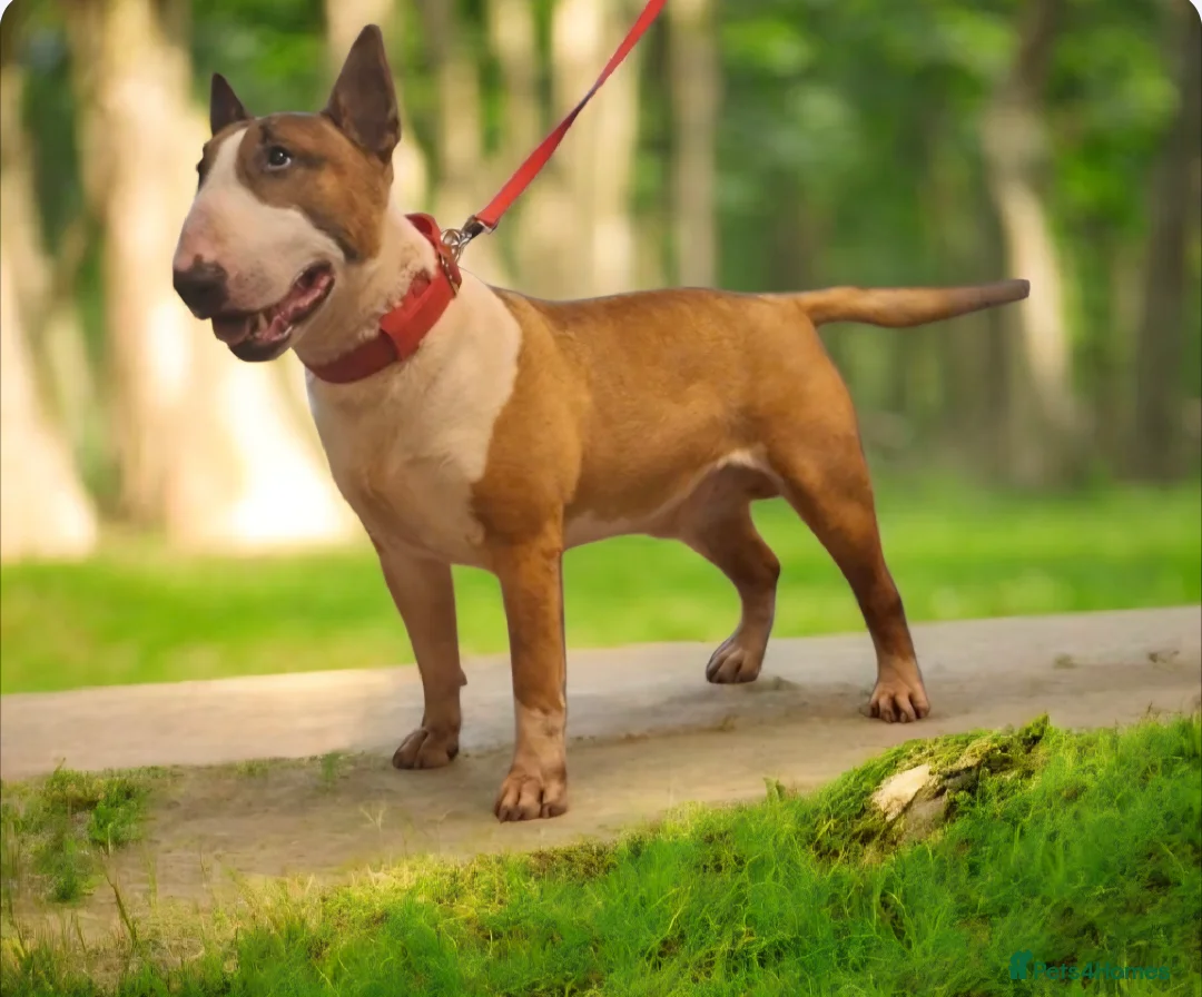 English Bull Terrier dogs for stud: Bull terrier at stud  fully health tested  - Advert 1