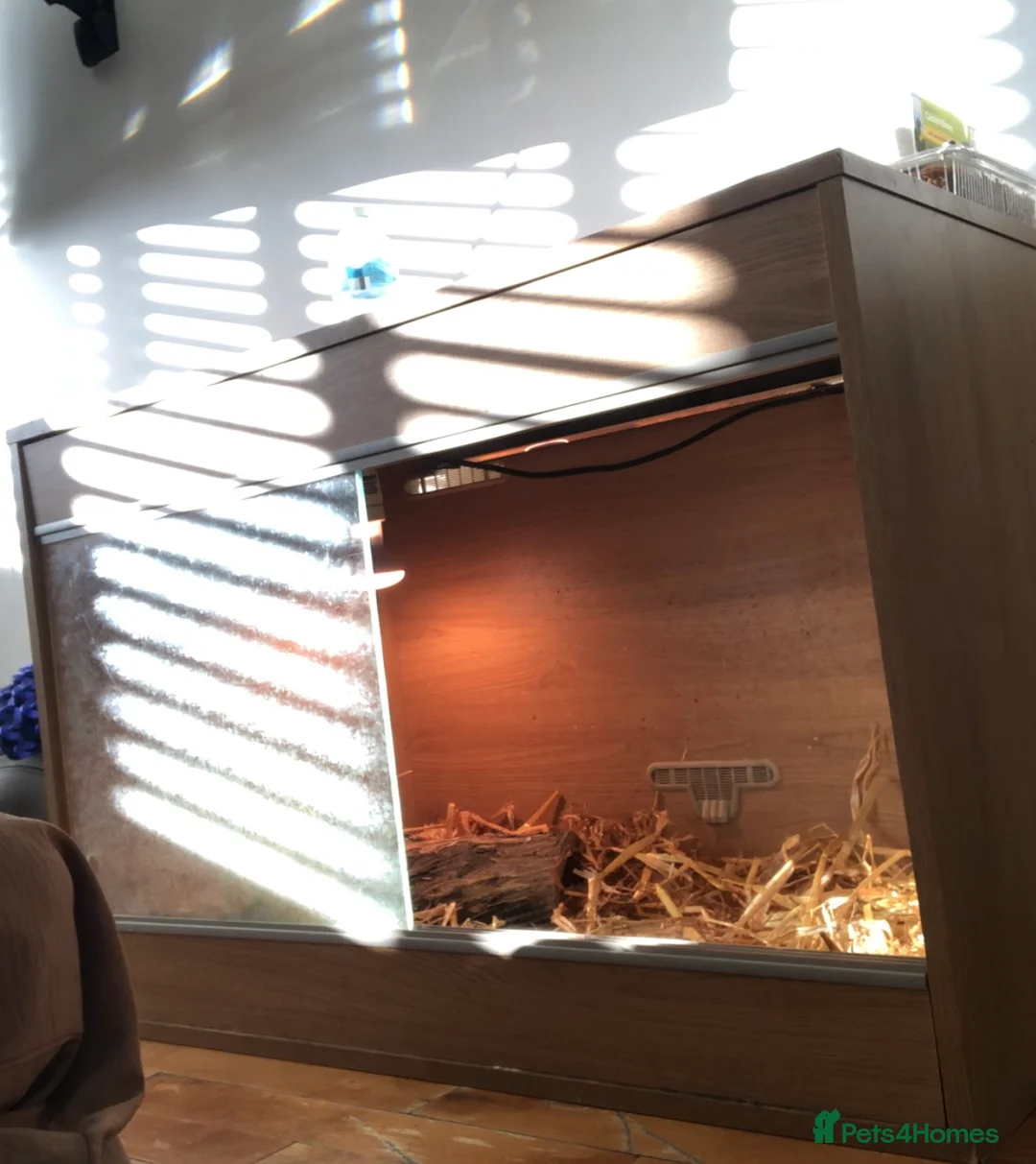 Hermann Tortoise reptiles for sale: Arnold needs rehoming! Set up included - Advert 3