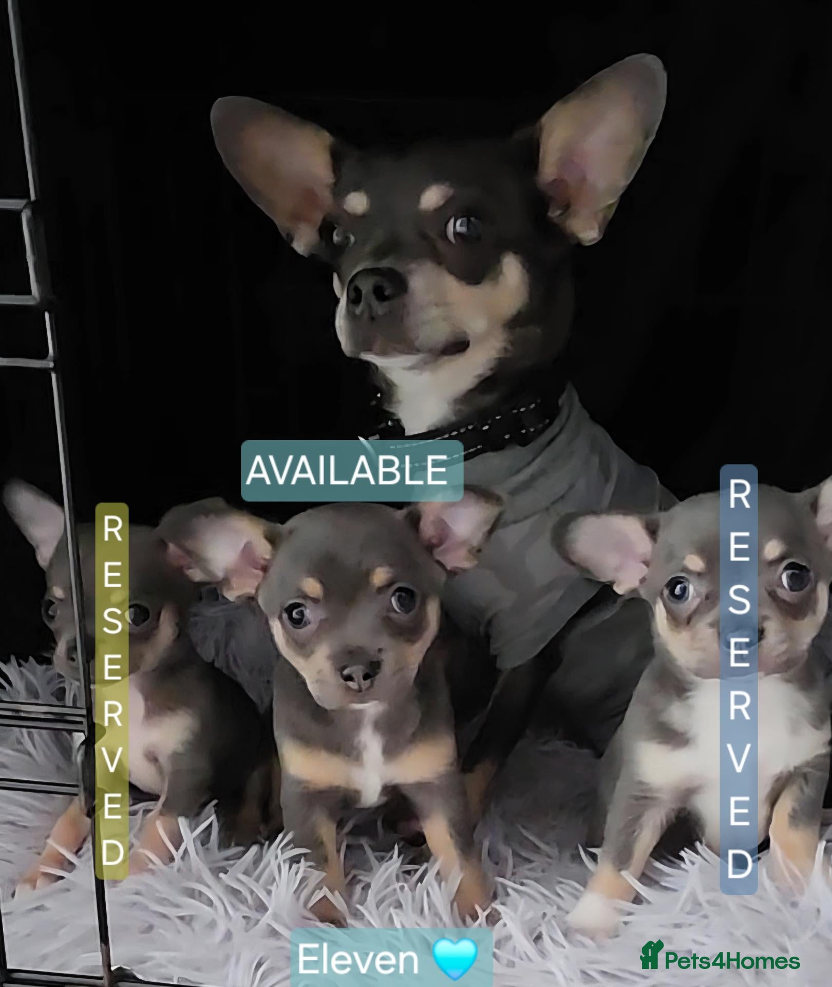 Chihuahua dogs ​Stunning KC-Line Chihuahua Blue Tri. 1Boy 1Girl   - Advert 6