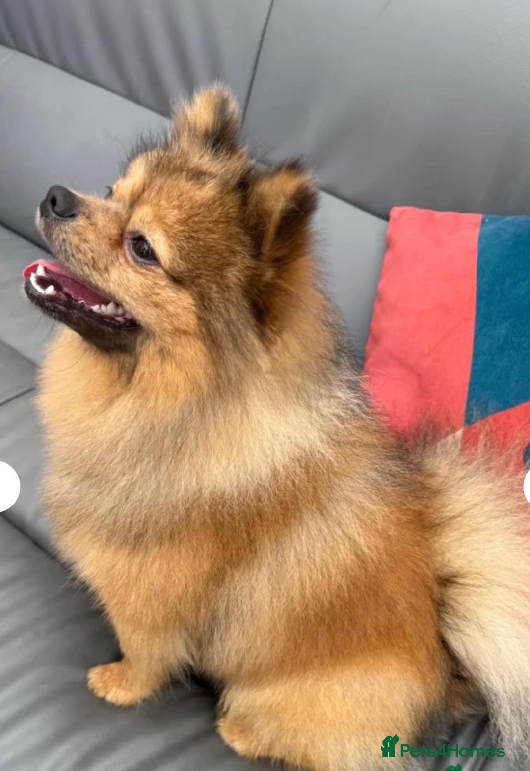 Pomeranian dogs for sale: Pomeranian boy (Bruno) - Advert 3