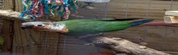 Conures birds for sale: Pair of conures for sale  - Advert 4