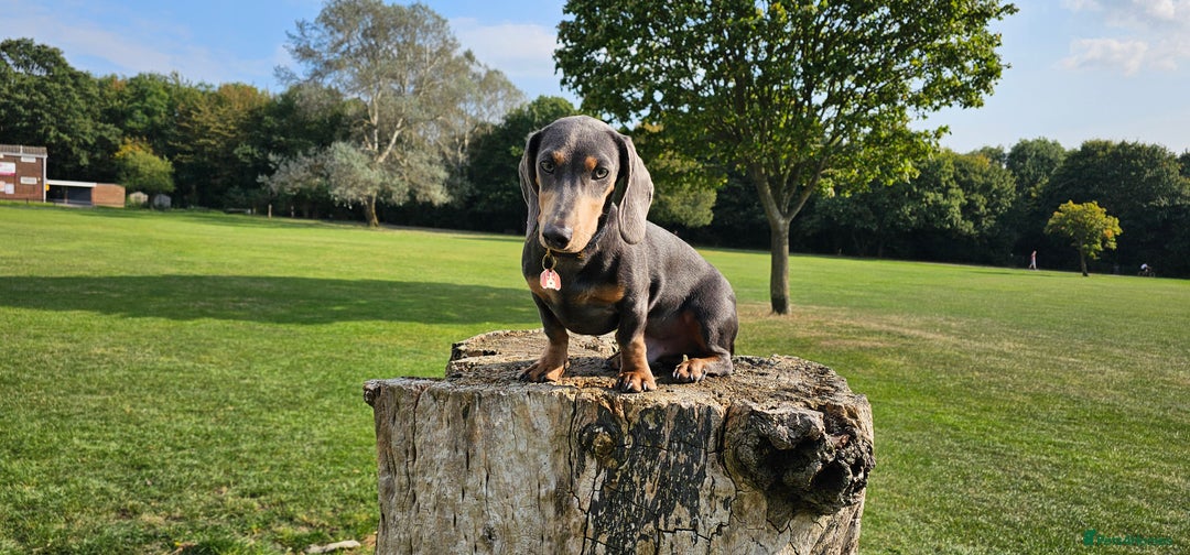 Miniature Dachshund dogs for stud: ⭐️KING PIRI (BLUE AND TAN) KC REG PROVEN Stud⭐️ in Bromley - Advert 9