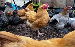 Chickens poultry for sale: 2 Buff Orphington & 1 lavender Orpington Rooster   - Image 2