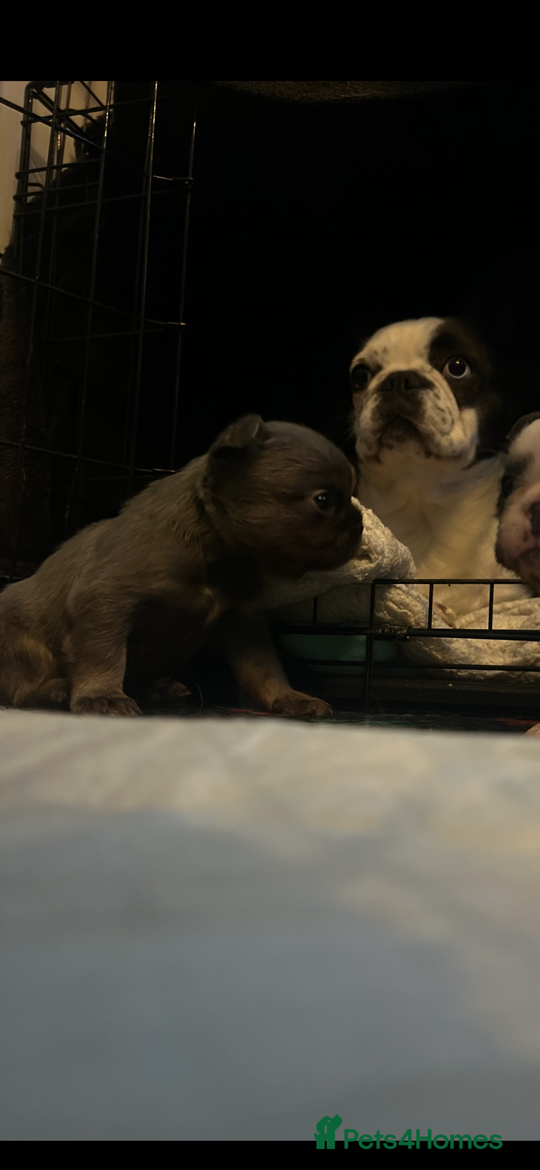 French Bulldog dogs for sale: fluffy frenchie - Advert 4