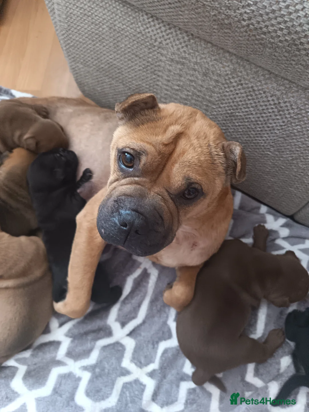 Mixed Breed dogs for sale: 6 beautiful Sharpie Frenchie bulldogs  in Waterlooville - Advert 1
