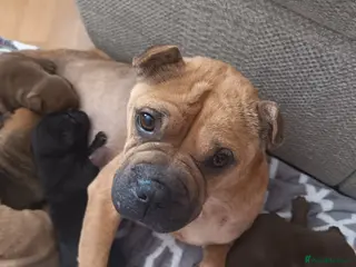 Mixed Breed dogs 6 beautiful Sharpie Frenchie bulldogs - Advert 6