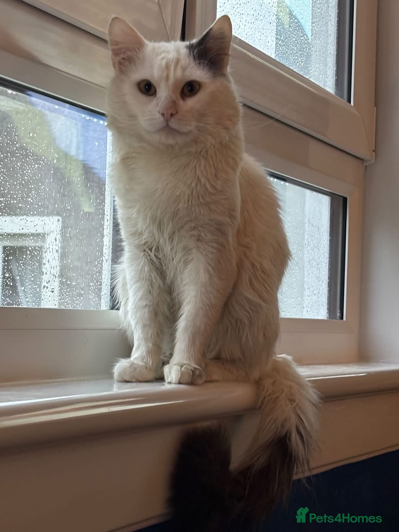 Mixed Breed cats for sale: Beautiful Russian blue cross British short hair - Advert 7