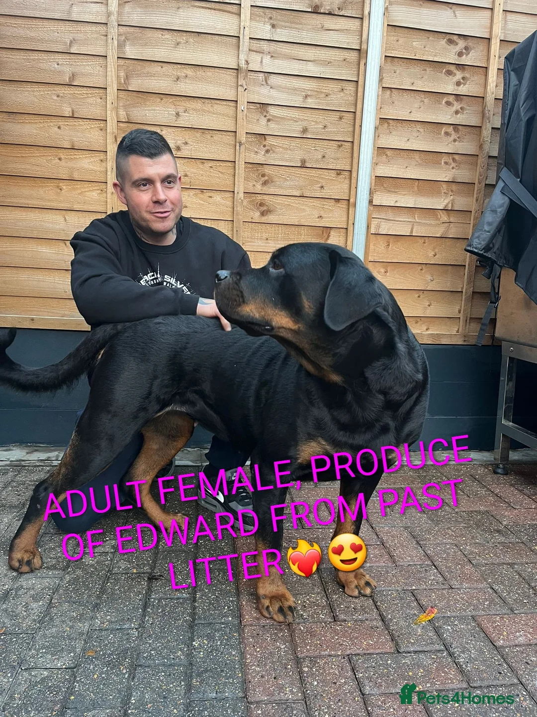 Rottweiler dogs for sale: GIANT ROTTWEILER PUP. PICK OF LITTER FEMALE - Advert 17