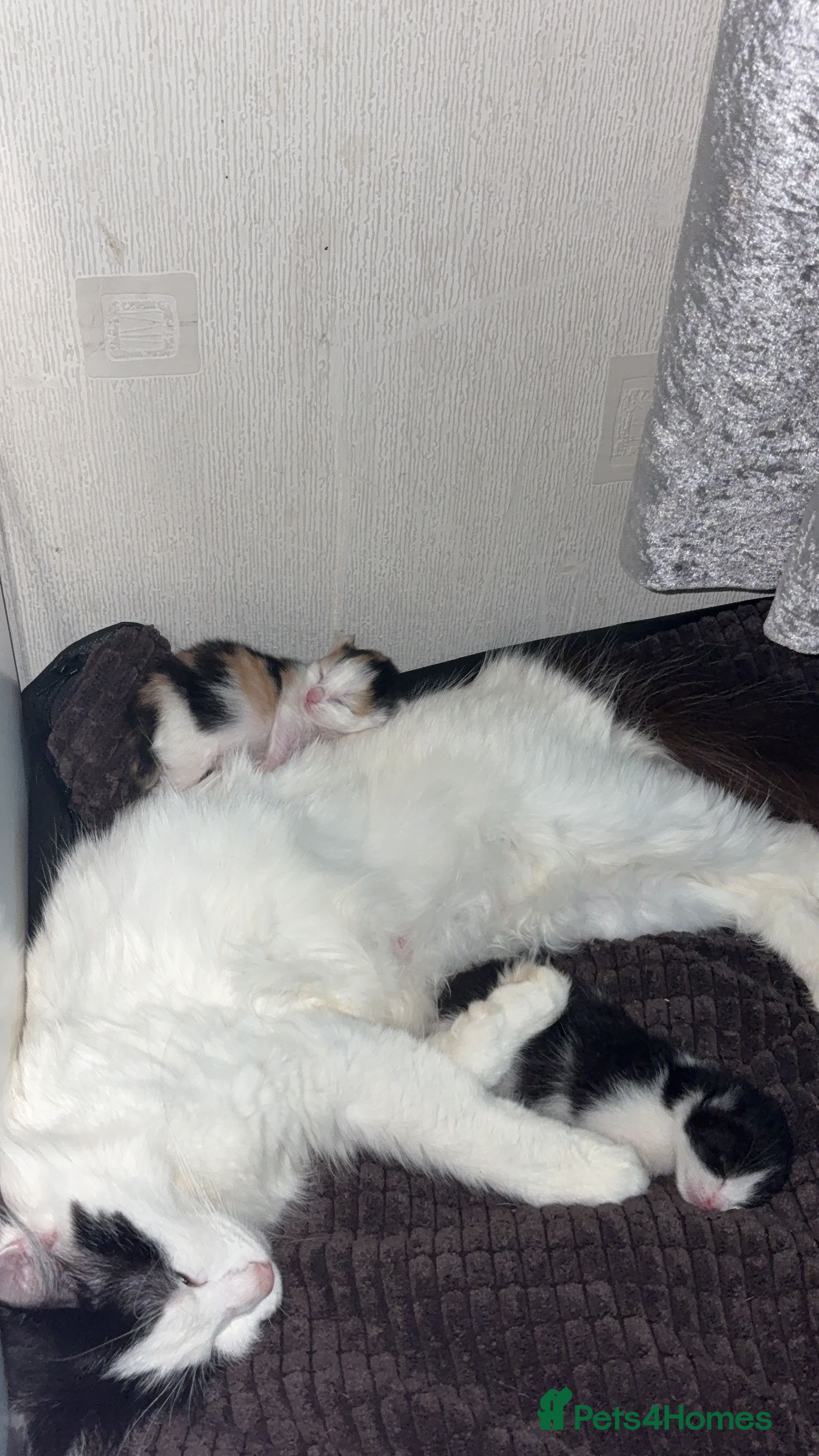 Mixed Breed cats 2 kittens for sale - Advert 1