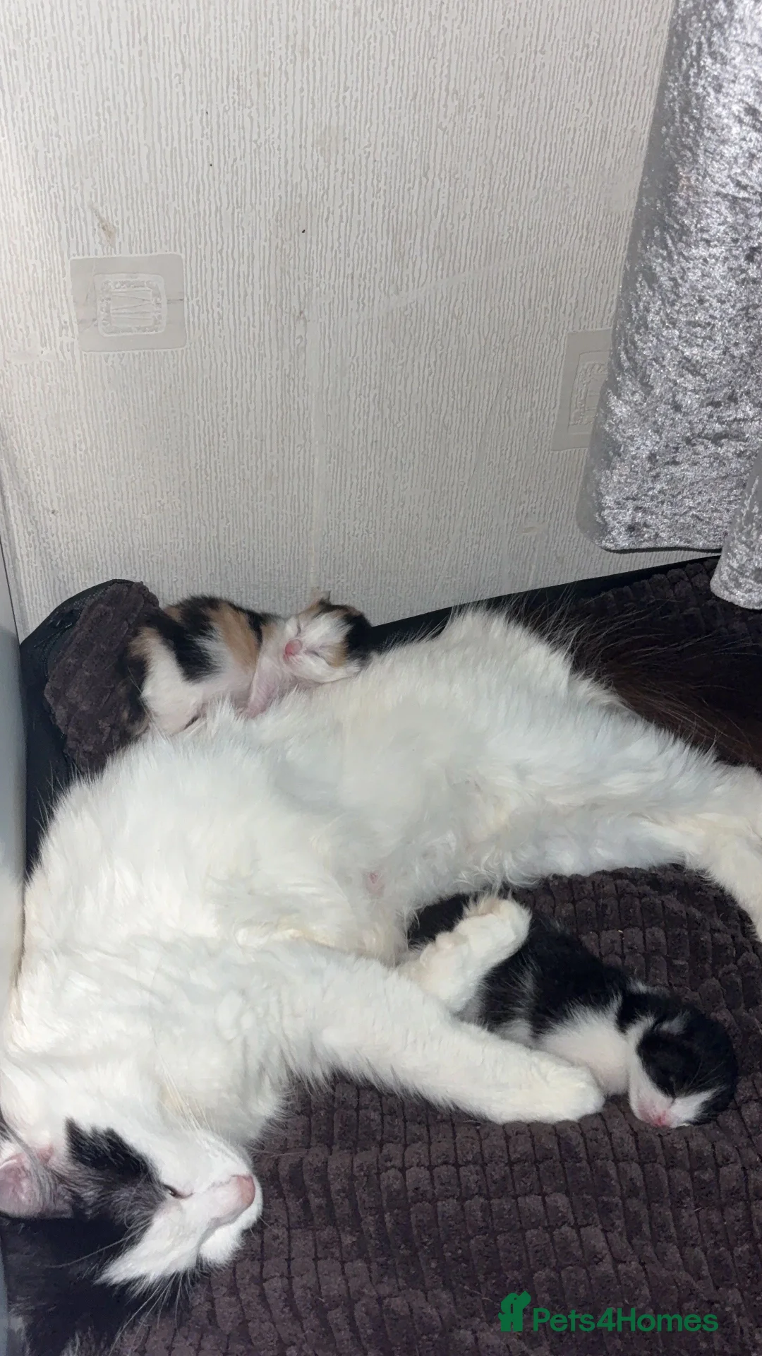 Mixed Breed cats for sale: 2 kittens for sale - Advert 1