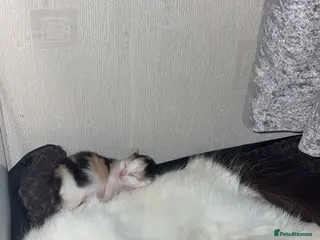 Mixed Breed cats 2 kittens for sale - Advert 9