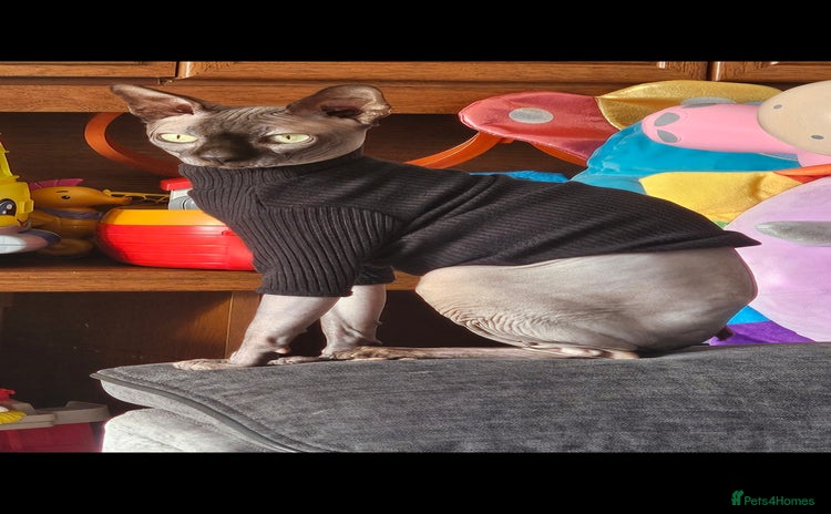 Sphynx cats - Advert 1