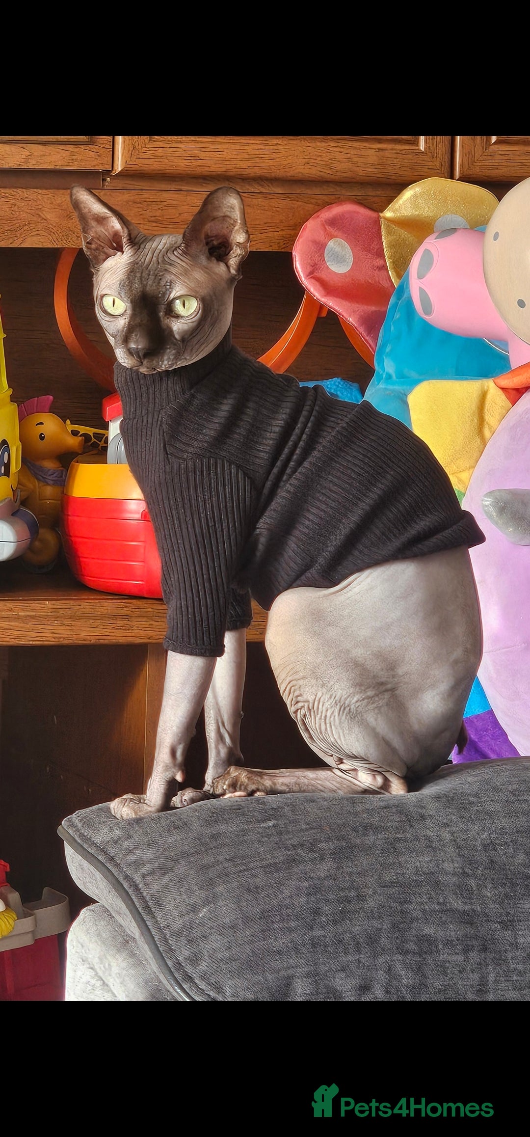Sphynx cats for sale: Beautiful 5 year old Gucci - Image 1