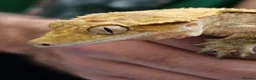 Gecko reptiles for sale: Male Crested Gecko in Huntingdon - Advert 1