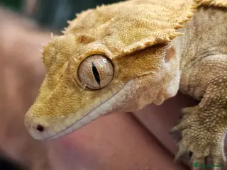 Gecko reptiles Male Crested Gecko - Advert 1