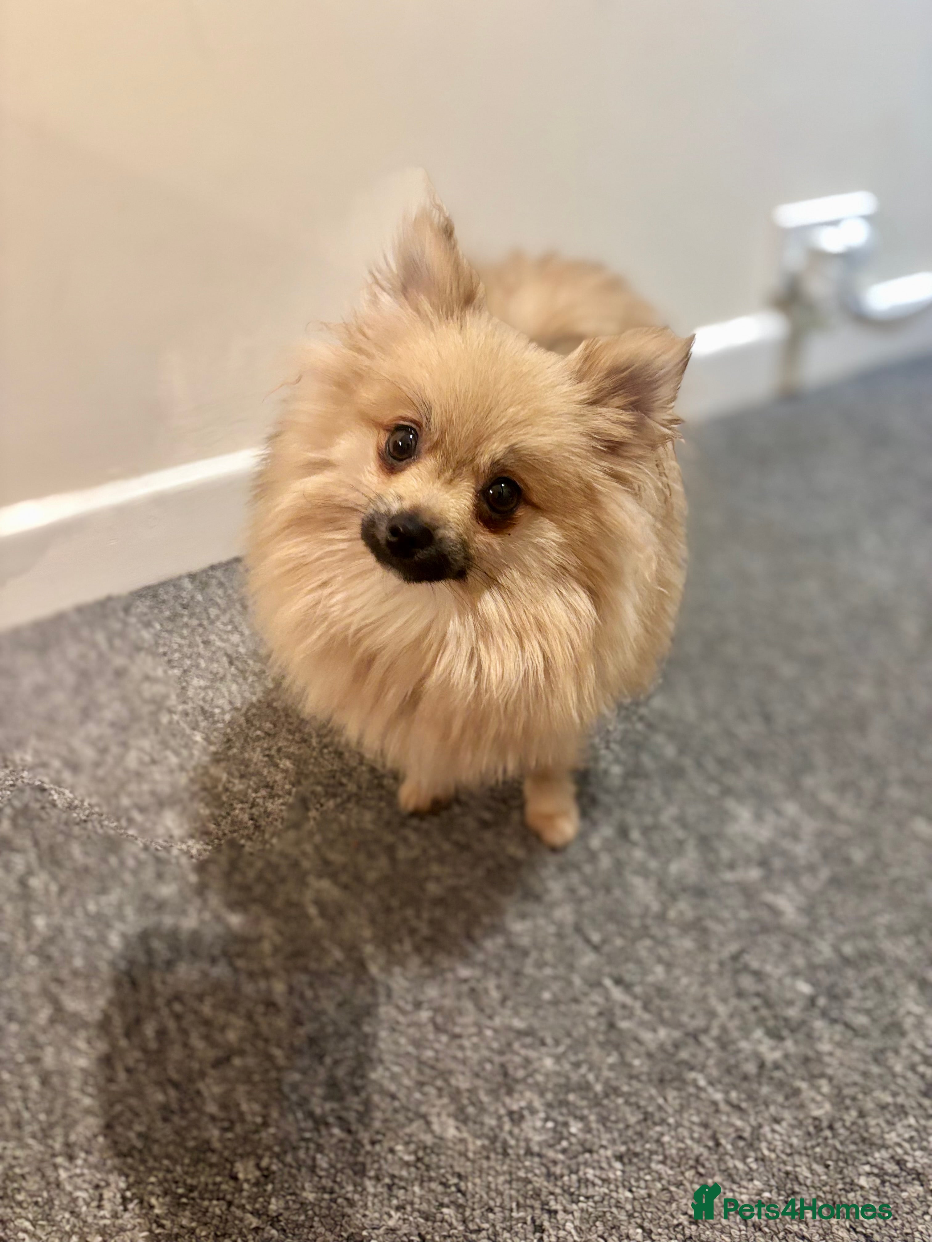 Pomeranian dogs Gorgeous mini Pom girl - Advert 8