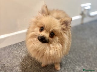 Pomeranian dogs Gorgeous mini Pom girl - Advert 8