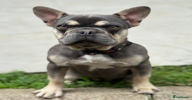 French Bulldog dogs - Advert 10