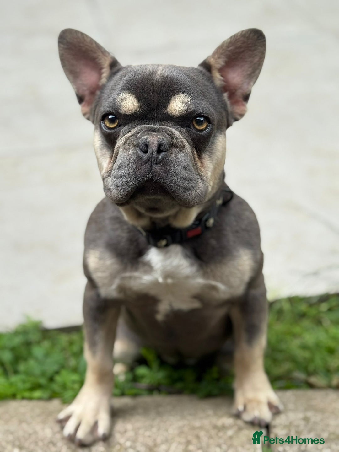 French Bulldog dogs for sale: French Bulldog -Female-Blue & Tan - Image 2