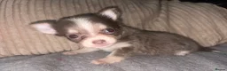 Chihuahua dogs for sale: Two female chihuahuas - Advert 2