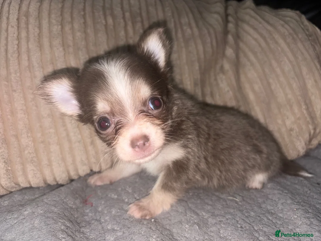Chihuahua dogs for sale: Two female chihuahuas - Advert 2