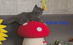 British Shorthair cats for sale: British Blue Shorthair kittens, GCCF pedigree - Image 13