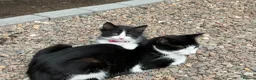 Mixed Breed cats for sale: 2 x black and white female bundles of joy - Advert 2
