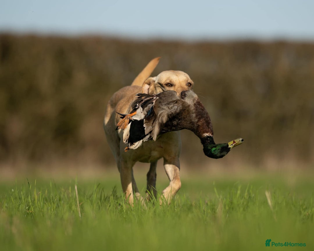 Labrador Retriever dogs for sale: Working Labrador Puppies - Image 4