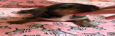 Jack Russell 2