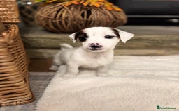 Jack Russell dogs for sale: Jack Russell Puppies *Ready Now* - Image 34