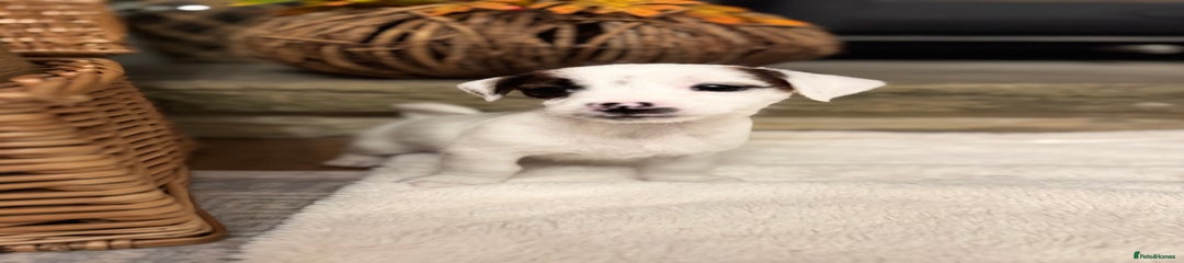 Jack Russell Puppy 3