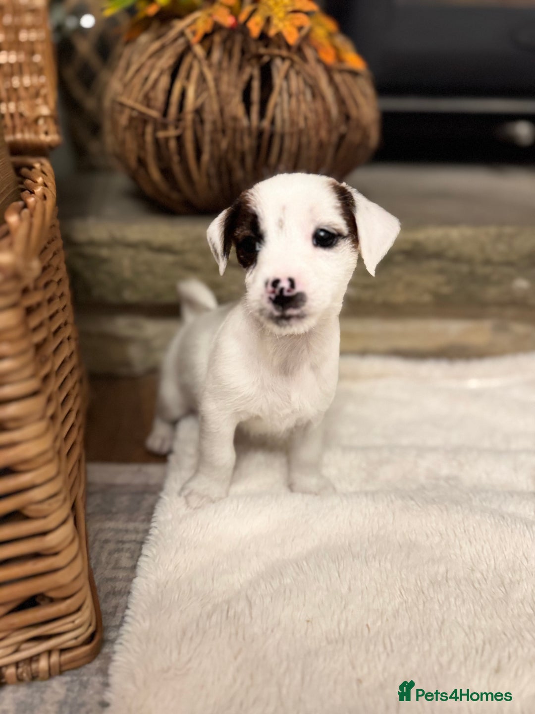 Jack Russell dogs for sale: Jack Russell Puppies *Ready Now* - Image 34