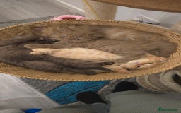 British Shorthair cats for sale: ✨ British Shorthair & Longhair Kittens Available ✨ - Advert 9