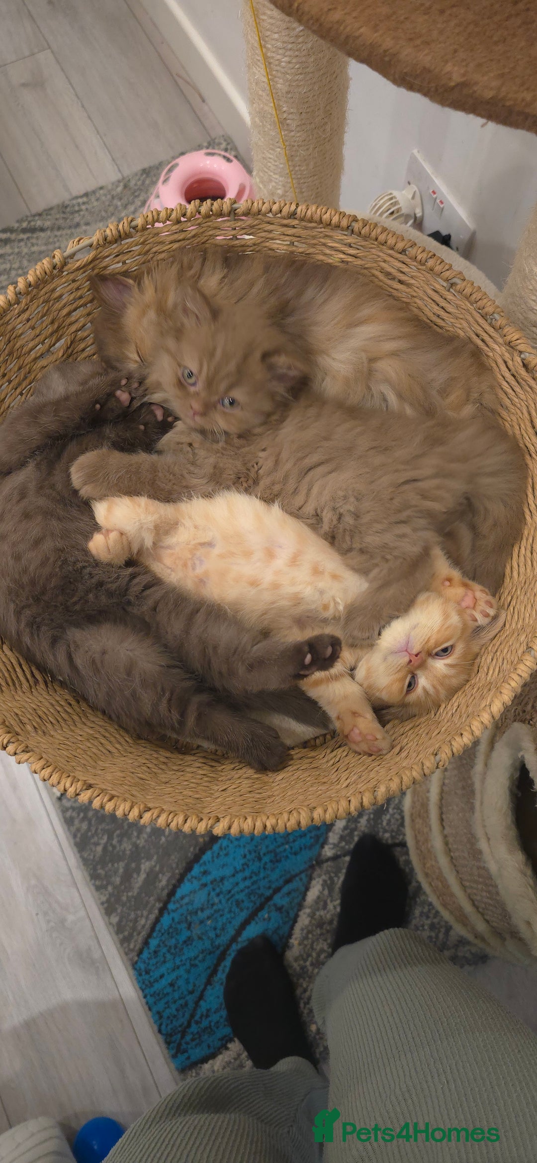 British Shorthair cats for sale: ✨ British Shorthair & Longhair Kittens Available ✨ - Advert 9