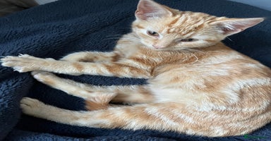 Mixed Breed cats - Advert 9