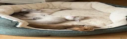 Scottish Fold cats for sale: Scottish straight kittens  - Advert 3