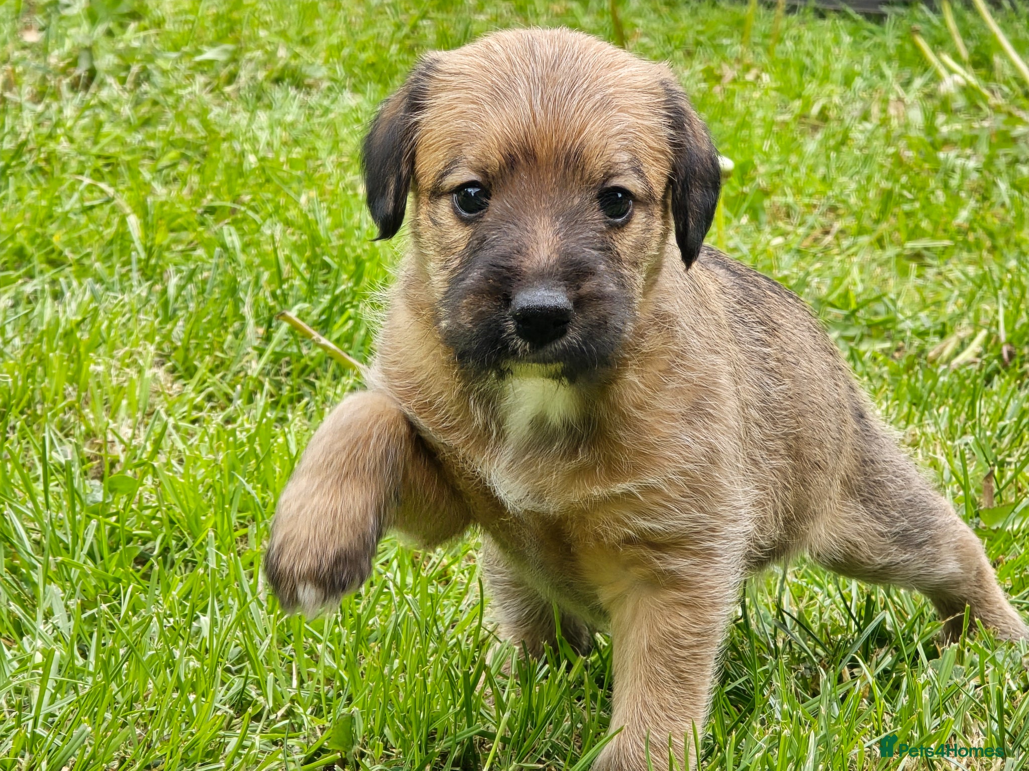 Mixed Breed dogs Bedlington whippet. First cross.  - Advert 16