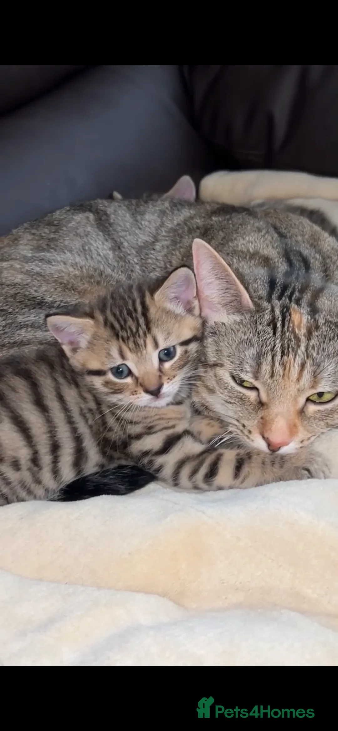 Mixed Breed cats for sale: Adorable Tabby Kittens Looking for Loving Homes 🐾 - Advert 2