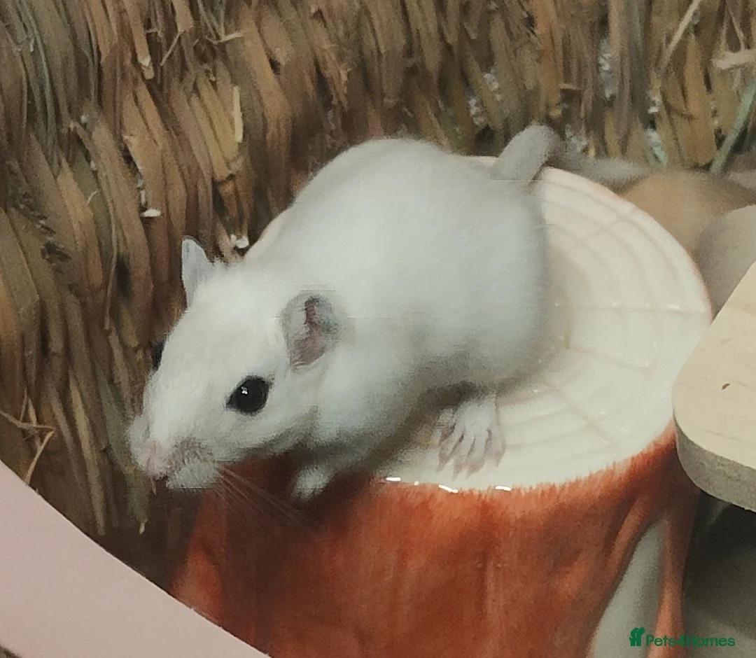 Gerbil rodents for sale: LONE GERBIL ROUGHLY 1 YEAR OLD  - Advert 1