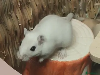 Gerbil rodents LONE GERBIL ROUGHLY 1 YEAR OLD - Advert 1