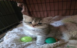 British Shorthair cats for sale: British short hair kittens - Image 15