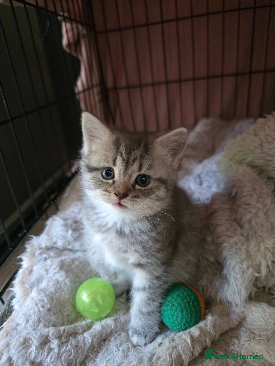 British Shorthair cats for sale: British short hair kittens - Image 15