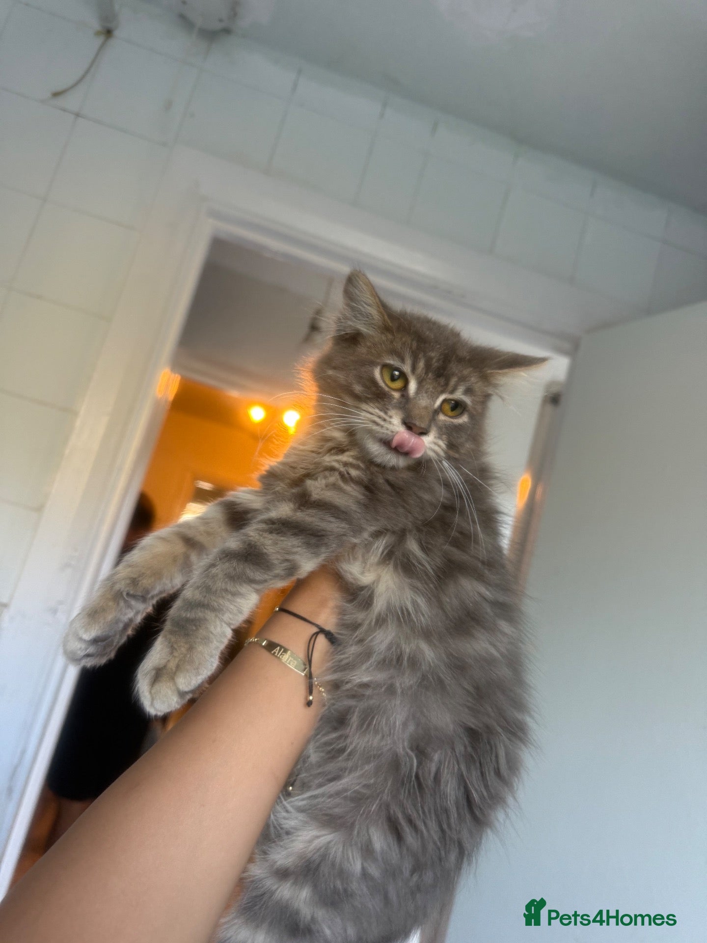 Maine Coon cats for sale: 1 Boy left grey main coone boys  - Advert 2