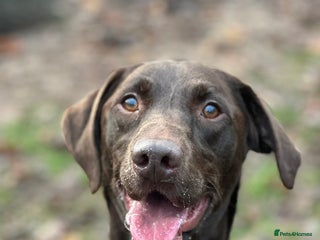 Mixed Breed dogs Cooper - Advert 1