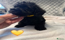Schnoodle dogs for sale: Beautiful Schnoodle Puppies For Sale - Image 2